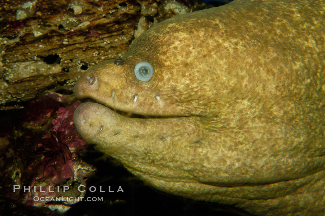 Moray eel., Gymnothorax mordax, natural history stock photograph, photo id 09478