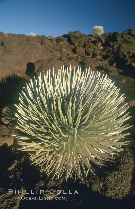 Haleakala silversword plant, endemic to the Haleakala volcano crater area above 6800 foot elevation. Maui, Hawaii, USA, Argyroxiphium sandwicense macrocephalum, natural history stock photograph, photo id 05610