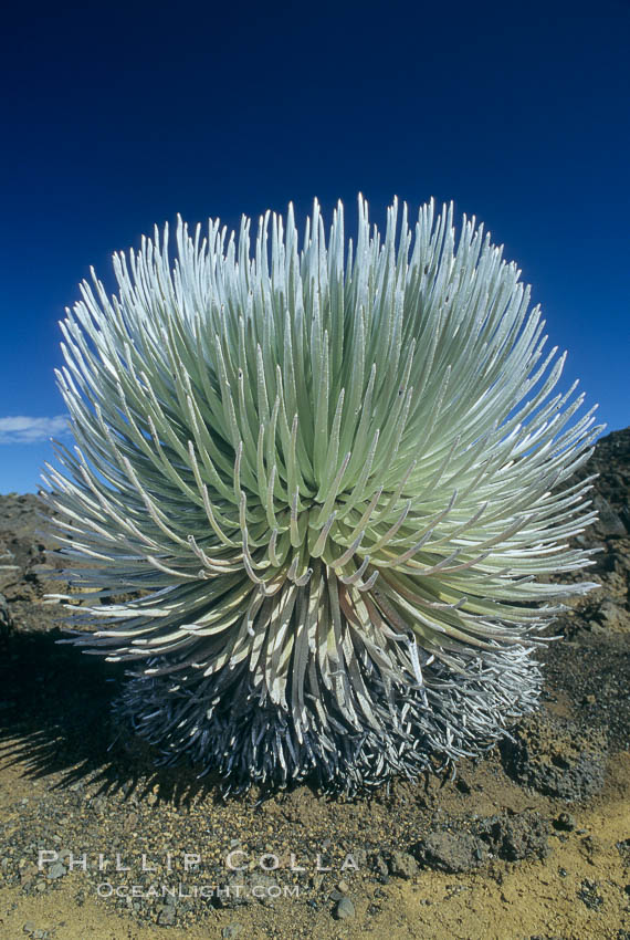 Haleakala silversword plant, endemic to the Haleakala volcano crater area above 6800 foot elevation. Maui, Hawaii, USA, Argyroxiphium sandwicense macrocephalum, natural history stock photograph, photo id 05614
