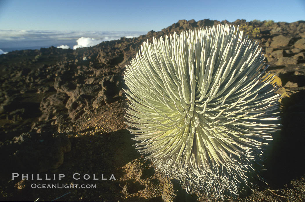 Haleakala silversword plant, endemic to the Haleakala volcano crater area above 6800 foot elevation. Maui, Hawaii, USA, Argyroxiphium sandwicense macrocephalum, natural history stock photograph, photo id 18506