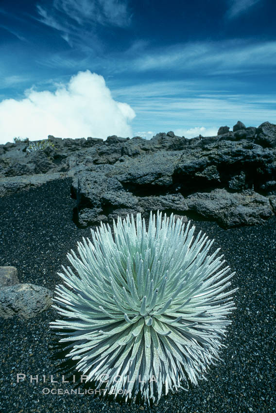 Haleakala silversword plant, endemic to the Haleakala volcano crater area above 6800 foot elevation. Maui, Hawaii, USA, Argyroxiphium sandwicense macrocephalum, natural history stock photograph, photo id 05616