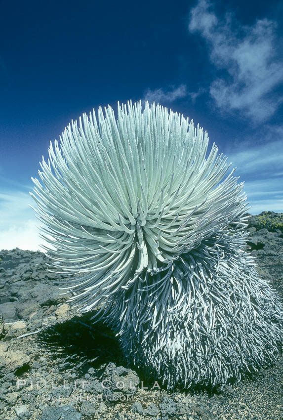 Haleakala silversword plant, endemic to the Haleakala volcano crater area above 6800 foot elevation. Maui, Hawaii, USA, Argyroxiphium sandwicense macrocephalum, natural history stock photograph, photo id 05615