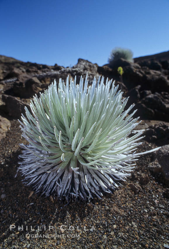 Haleakala silversword plant, endemic to the Haleakala volcano crater area above 6800 foot elevation. Maui, Hawaii, USA, Argyroxiphium sandwicense macrocephalum, natural history stock photograph, photo id 05613