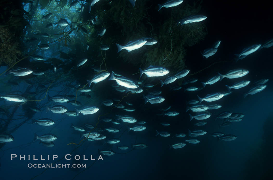 Half-moon perch school below offshore drift kelp. San Diego, California, USA, Medialuna californiensis, natural history stock photograph, photo id 07066