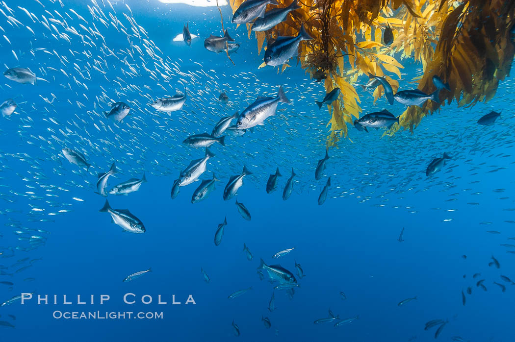 Half-moon perch and small baitfish school below offshore drift kelp, open ocean. San Diego, California, USA, Medialuna californiensis, natural history stock photograph, photo id 09994