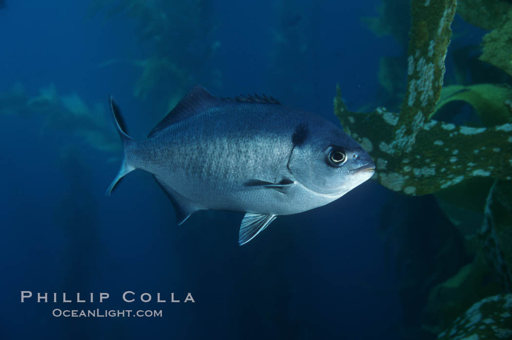 Half-moon perch. Santa Barbara Island, California, USA, Medialuna californiensis, natural history stock photograph, photo id 02434