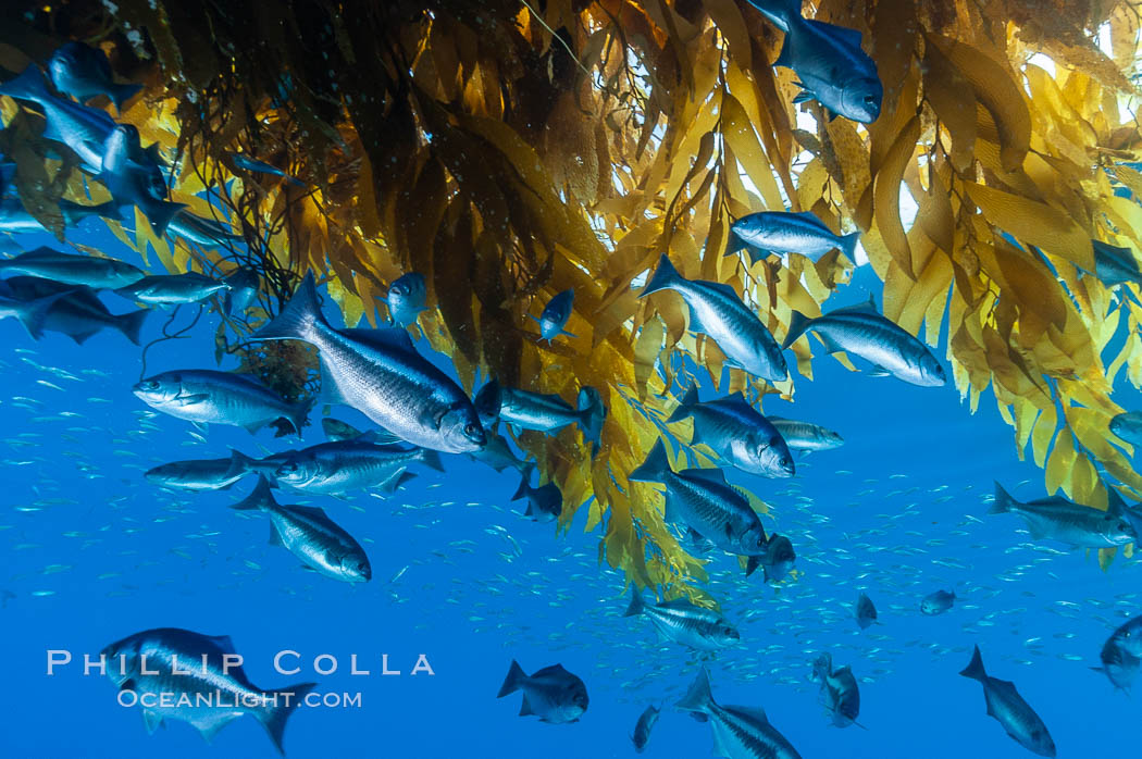 Half-moon perch school below offshore drift kelp, open ocean. San Diego, California, USA, Medialuna californiensis, natural history stock photograph, photo id 09986