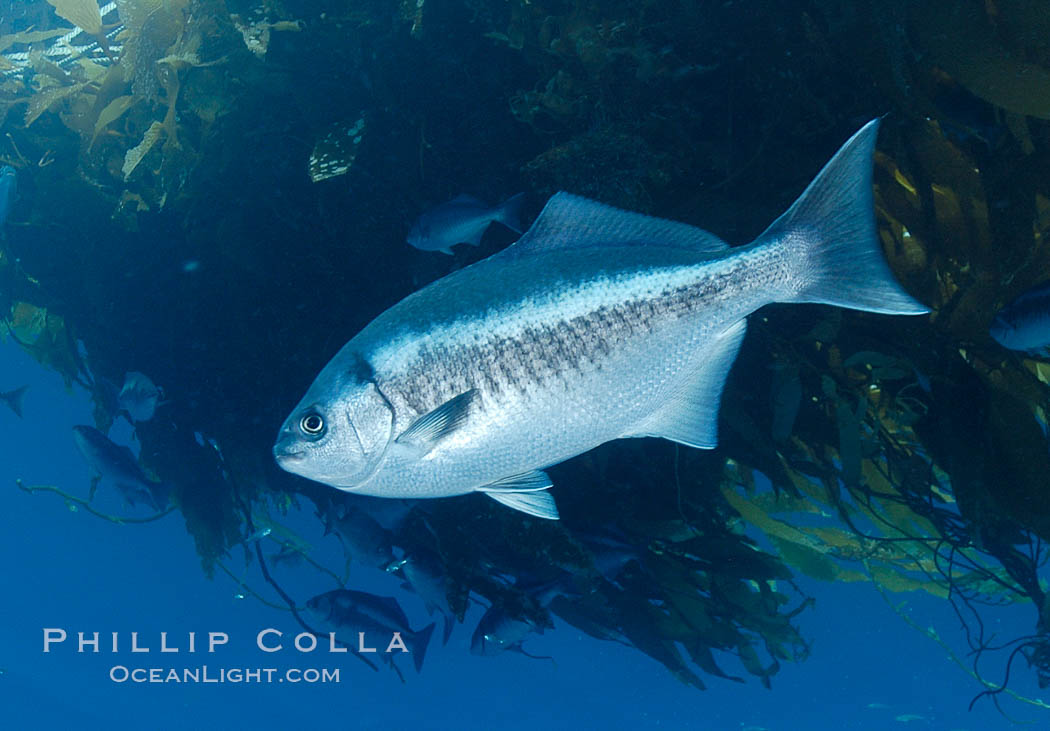 A half-moon perch below offshore drift kelp, open ocean. San Diego, California, USA, Medialuna californiensis, natural history stock photograph, photo id 09995