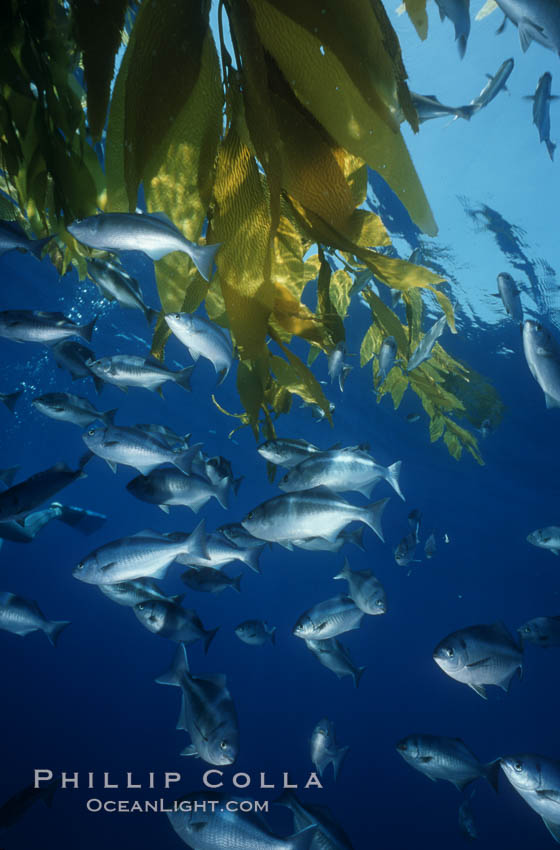 Half-moon perch, offshore drift kelp. San Diego, California, USA, Medialuna californiensis, natural history stock photograph, photo id 01933