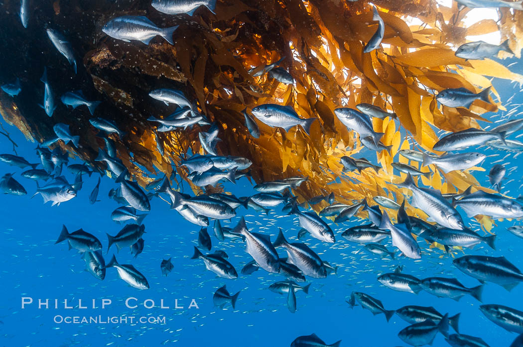 Half-moon perch school below offshore drift kelp, open ocean. San Diego, California, USA, Medialuna californiensis, natural history stock photograph, photo id 09989