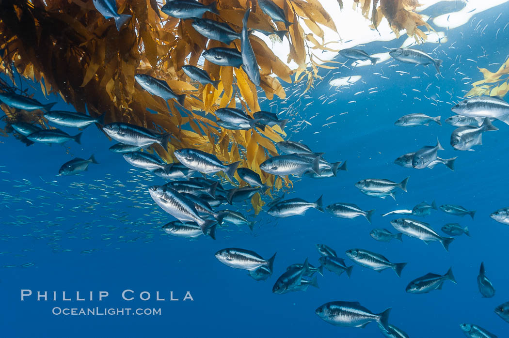 Half-moon perch school below offshore drift kelp, open ocean. San Diego, California, USA, Medialuna californiensis, natural history stock photograph, photo id 09988