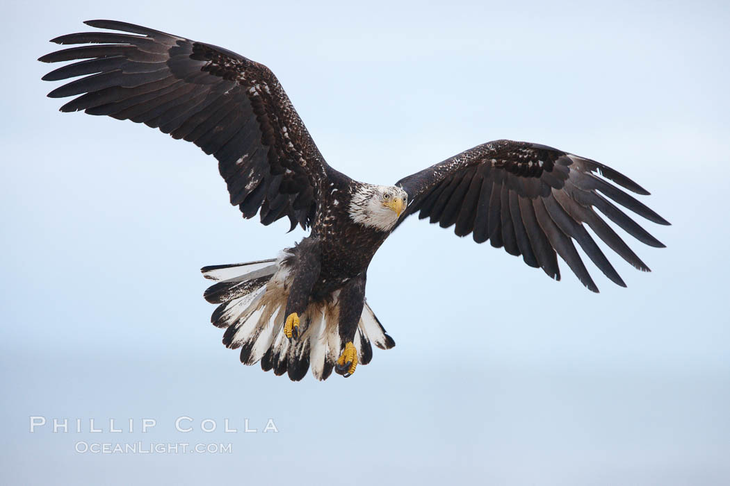 Juvenile bald eagle in flght, wings raised as eagle slows to land, juvenile coloration plumage.    Immature coloration showing white speckling on feathers. Kachemak Bay, Homer, Alaska, USA, Haliaeetus leucocephalus, Haliaeetus leucocephalus washingtoniensis, natural history stock photograph, photo id 22712