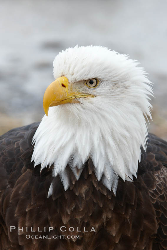 Bald eagle, closeup of head and shoulders showing distinctive white head feathers, yellow beak and brown body and wings. Kachemak Bay, Homer, Alaska, USA, Haliaeetus leucocephalus, Haliaeetus leucocephalus washingtoniensis, natural history stock photograph, photo id 22595