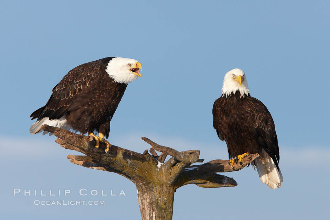 Two bald eagles on wooden perch, one calling vocalizing with beack open. Kachemak Bay, Homer, Alaska, USA, Haliaeetus leucocephalus, Haliaeetus leucocephalus washingtoniensis, natural history stock photograph, photo id 22639