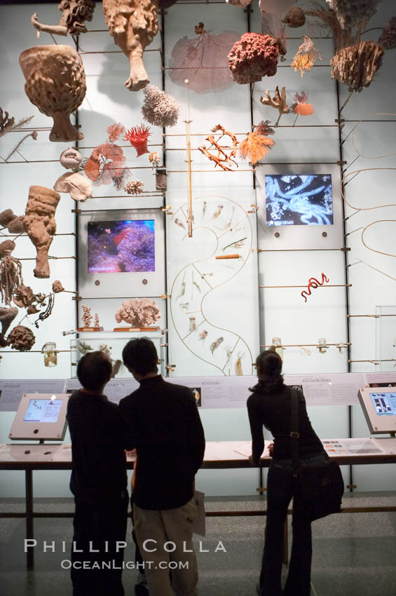 Visitors admire hundreds of species at the Hall of Biodiversity, American Museum of Natural History. New York City, USA, natural history stock photograph, photo id 11219