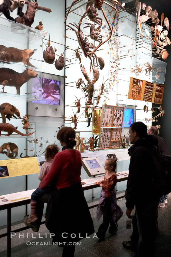 Visitors admire hundreds of species at the Hall of Biodiversity, American Museum of Natural History. New York City, USA, natural history stock photograph, photo id 11221