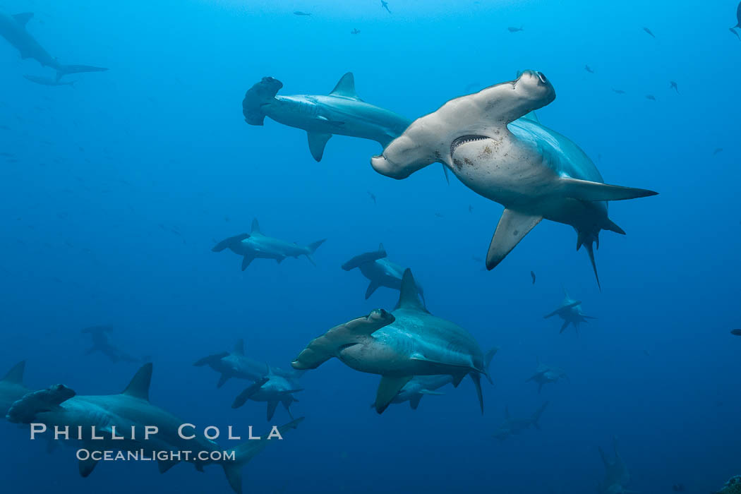 Hammerhead sharks swim in a school underwater at Wolf Island in the Galapagos archipelago.  The hammerheads eyes and other sensor organs are placed far apart on its wide head to give the shark greater ability to sense the location of prey, Sphyrna lewini