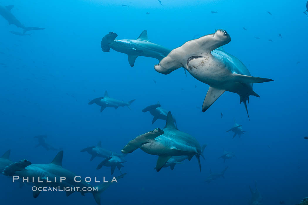 Hammerhead sharks swim in a school underwater at Wolf Island in the Galapagos archipelago.  The hammerheads eyes and other sensor organs are placed far apart on its wide head to give the shark greater ability to sense the location of prey. Galapagos Islands, Ecuador, Sphyrna lewini, natural history stock photograph, photo id 16271