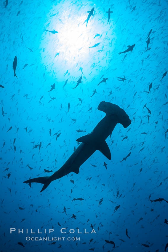 Scalloped hammerhead shark, black and white / grainy, Sphyrna lewini, Darwin Island