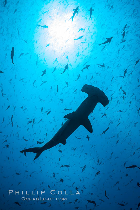 Scalloped hammerhead shark, black and white / grainy. Darwin Island, Galapagos Islands, Ecuador, Sphyrna lewini, natural history stock photograph, photo id 16265