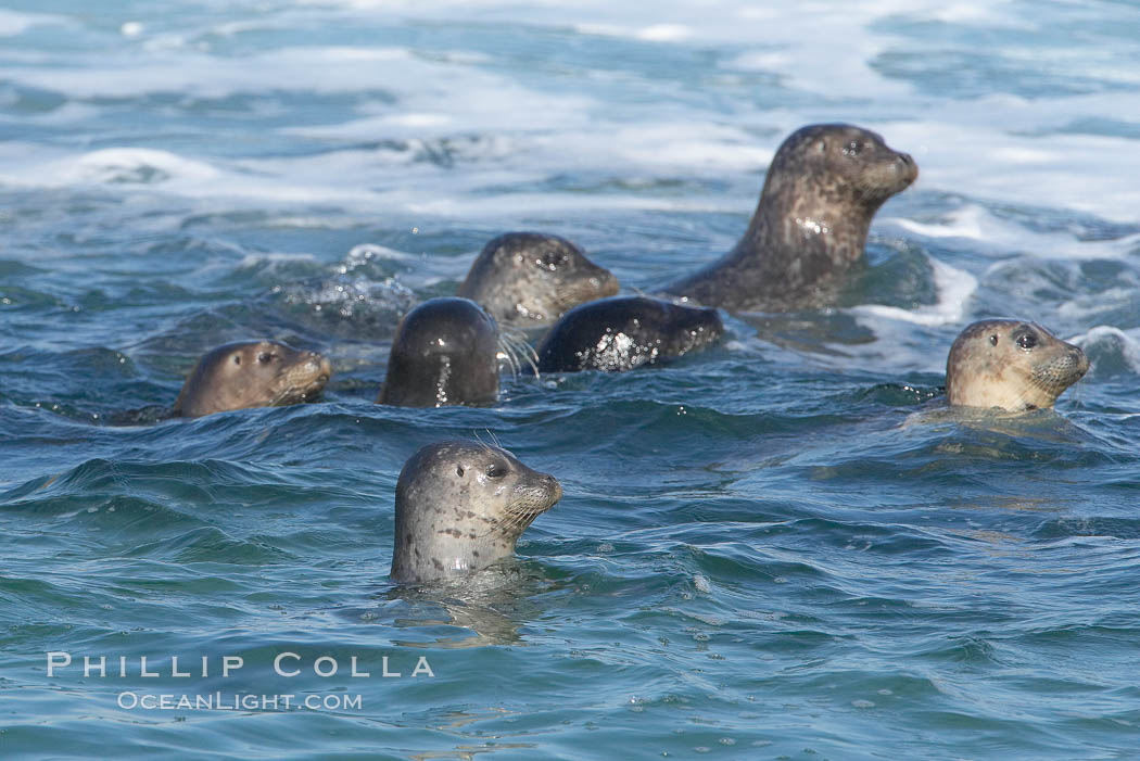 A group of Pacific harbor seals swim in the Childrens Pool in La Jolla, Phoca vitulina richardsi