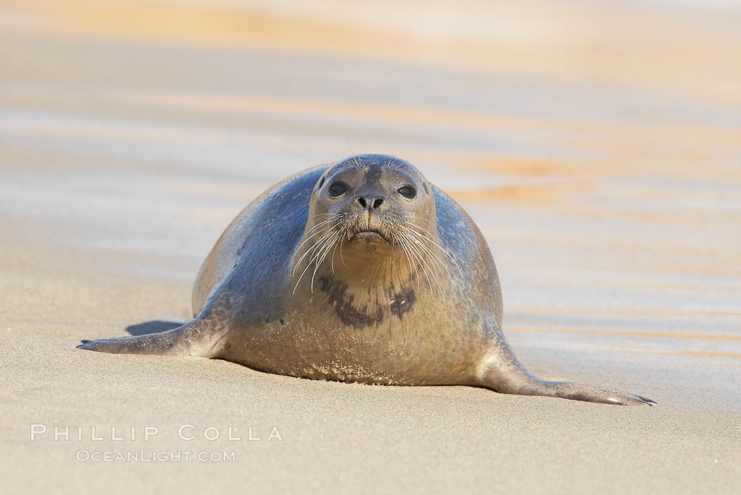 Pacific harbor seal on wet sandy beach. La Jolla, California, USA, Phoca vitulina richardsi, natural history stock photograph, photo id 20212