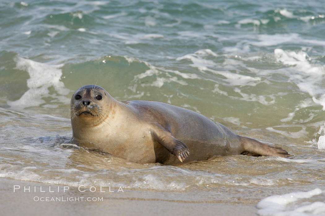 Pacific harbor seal washed by the ocean on sandy beach. La Jolla, California, USA, Phoca vitulina richardsi, natural history stock photograph, photo id 20224