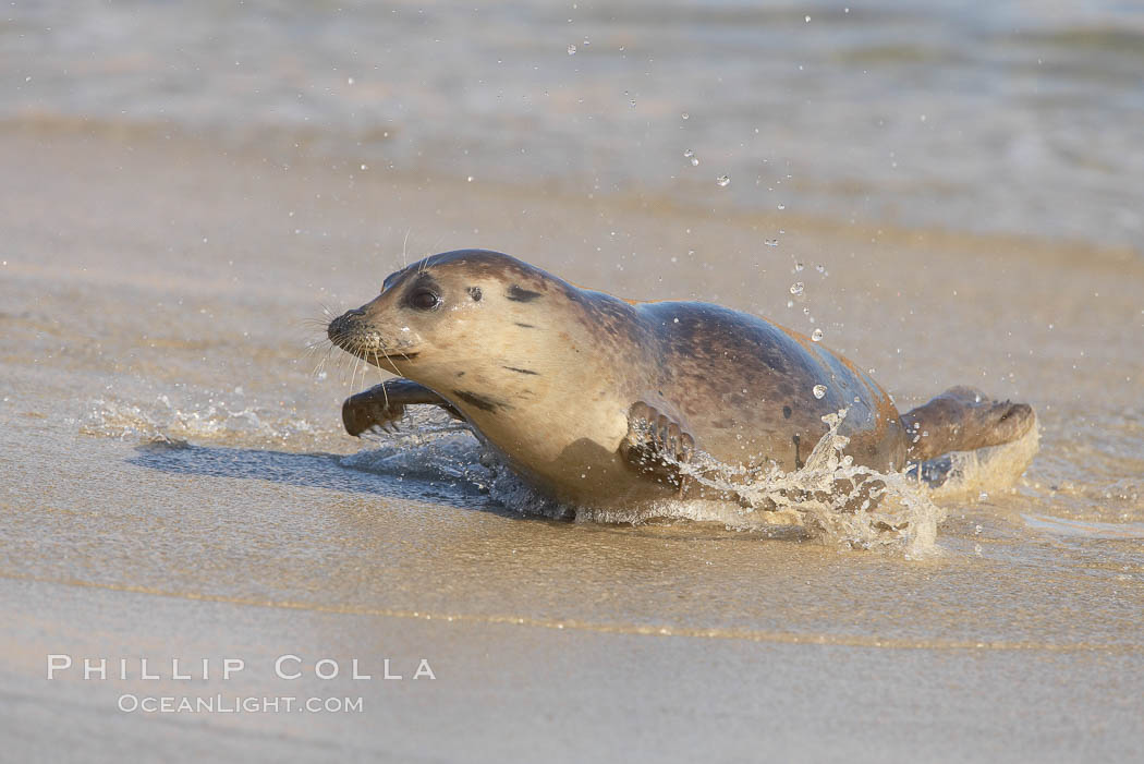 Pacific harbor seal on wet sandy beach. La Jolla, California, USA, Phoca vitulina richardsi, natural history stock photograph, photo id 20228