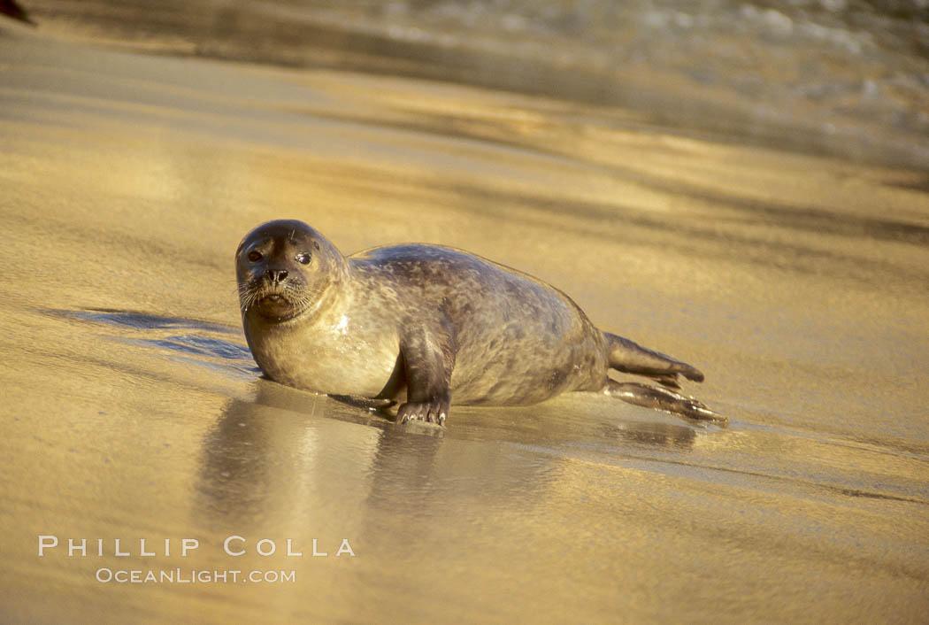 A Pacific harbor seal hauls out on a sandy beach.  This group of harbor seals, which has formed a breeding colony at a small but popular beach near San Diego, is at the center of considerable controversy.  While harbor seals are protected from harassment by the Marine Mammal Protection Act and other legislation, local interests would like to see the seals leave so that people can resume using the beach. La Jolla, California, USA, Phoca vitulina richardsi, natural history stock photograph, photo id 00279