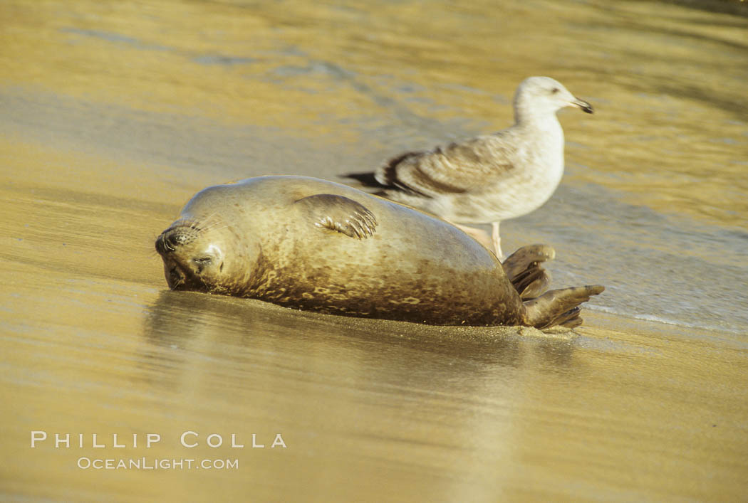 A seagull watches as a Pacific harbor seal rolls about in the surf on a sandy beach.  This group of harbor seals, which has formed a breeding colony at a small but popular beach near San Diego, is at the center of considerable controversy.  While harbor seals are protected from harassment by the Marine Mammal Protection Act and other legislation, local interests would like to see the seals leave so that people can resume using the beach. La Jolla, California, USA, Phoca vitulina richardsi, natural history stock photograph, photo id 00939