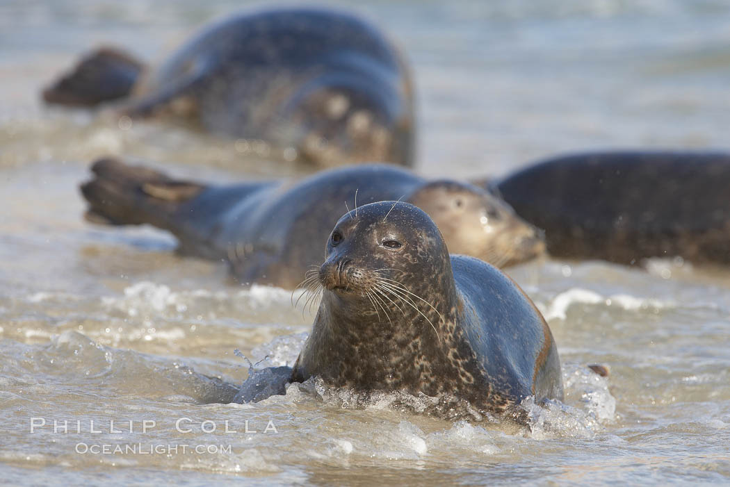 Pacific harbor seals on sandy beach at the edge of the ocean. La Jolla, California, USA, Phoca vitulina richardsi, natural history stock photograph, photo id 20215