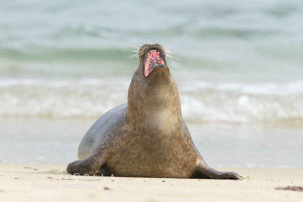 Pacific harbor seal yawns and stretches on a sandy beach. La Jolla, California, USA, Phoca vitulina richardsi, natural history stock photograph, photo id 20447