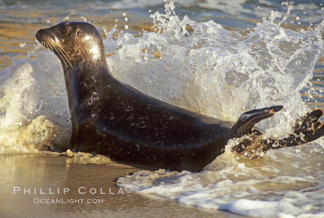 A Pacific harbor seal leaves the surf to haul out on a sandy beach.  This group of harbor seals, which has formed a breeding colony at a small but popular beach near San Diego, is at the center of considerable controversy.  While harbor seals are protected from harassment by the Marine Mammal Protection Act and other legislation, local interests would like to see the seals leave so that people can resume using the beach. La Jolla, California, USA, Phoca vitulina richardsi, natural history stock photograph, photo id 00277