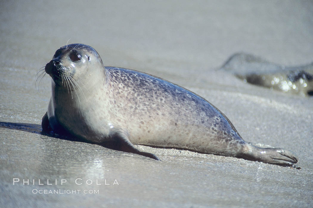 A Pacific harbor seal hauls out on a sandy beach. This group of harbor seals, which has formed a breeding colony at a small but popular beach near San Diego, is at the center of considerable controversy. While harbor seals are protected from harassment by the Marine Mammal Protection Act and other legislation, local interests would like to see the seals leave so that people can resume using the beach, Phoca vitulina richardsi, La Jolla, California