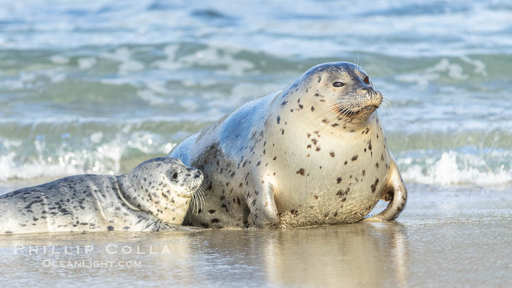 Pacific harbor seal mother and young pup, only days old, on the beach at Childrens Pool in La Jolla. California, USA, Phoca vitulina richardsi, natural history stock photograph, photo id 39055