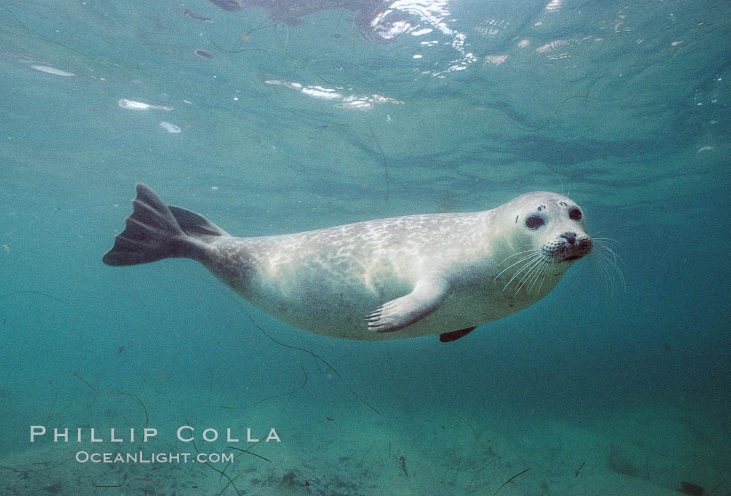 Pacific harbor seal swims in the protected waters of Childrens Pool in La Jolla, California.  This group of harbor seals, which has formed a breeding colony at a small but popular beach near San Diego, is at the center of considerable controversy.  While harbor seals are protected from harassment by the Marine Mammal Protection Act and other legislation, local interests would like to see the seals leave so that people can resume using the beach. USA, Phoca vitulina richardsi, natural history stock photograph, photo id 03018