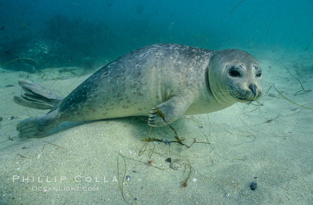 Pacific harbor seal swims in the protected waters of Childrens Pool in La Jolla, California.  This group of harbor seals, which has formed a breeding colony at a small but popular beach near San Diego, is at the center of considerable controversy.  While harbor seals are protected from harassment by the Marine Mammal Protection Act and other legislation, local interests would like to see the seals leave so that people can resume using the beach, Phoca vitulina richardsi