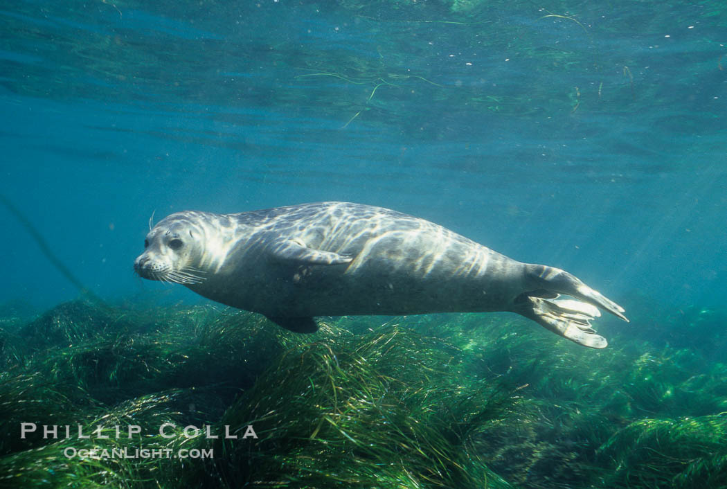 A Pacific harbor seal swims over surf grass in the protected waters of Childrens Pool in La Jolla, California.  This group of harbor seals, which has formed a breeding colony at a small but popular beach near San Diego, is at the center of considerable controversy.  While harbor seals are protected from harassment by the Marine Mammal Protection Act and other legislation, local interests would like to see the seals leave so that people can resume using the beach., Phoca vitulina richardsi, natural history stock photograph, photo id 10455