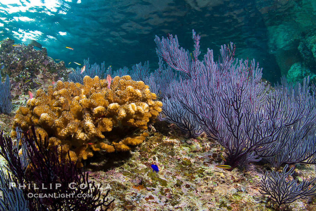 Hard coral and gorgonian, Sea of Cortez, Baja California, Mexico., natural history stock photograph, photo id 27530