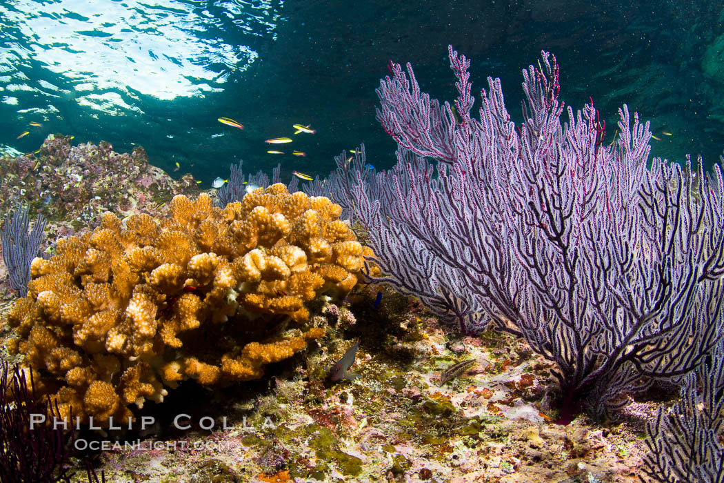 Hard coral and gorgonian, Sea of Cortez, Baja California, Mexico., natural history stock photograph, photo id 27538