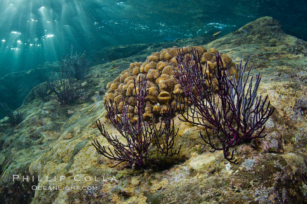 Hard coral and gorgonian, Sea of Cortez, Baja California, Mexico., natural history stock photograph, photo id 27525