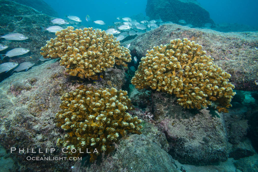 Hard Coral, Isla Espiritu Santo, Sea of Cortez, Baja California, Mexico., natural history stock photograph, photo id 31257