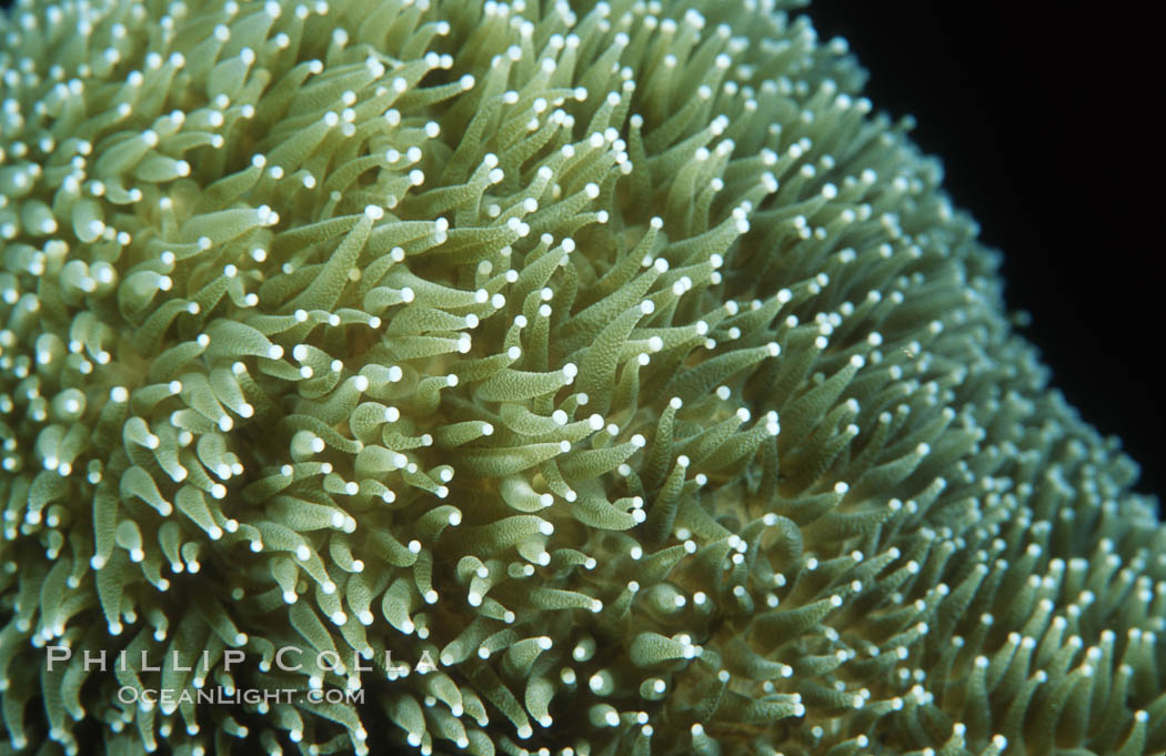 Hard coral polyps. Roatan, Honduras, natural history stock photograph, photo id 05315