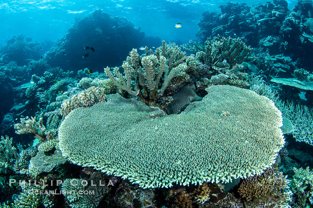 Table coral. Hard corals are the builders of enormous coral reefs. Fijian Islands., natural history stock photograph, photo id 41037