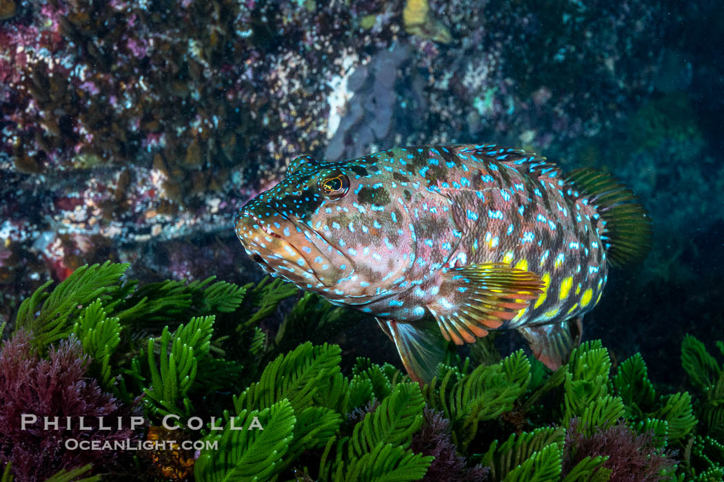 Harlequin Fish, Othos dentex, Kangaroo Island, South Australia., Othos dentex, natural history stock photograph, photo id 39261