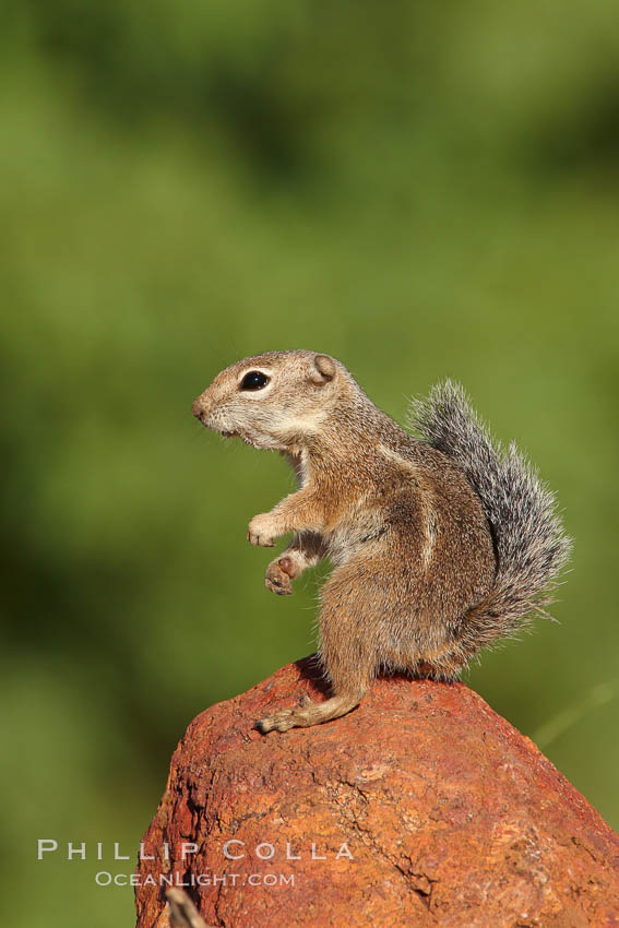 Harris' antelope squirrel. Amado, Arizona, USA, Ammospermophilus harrisii, natural history stock photograph, photo id 22900