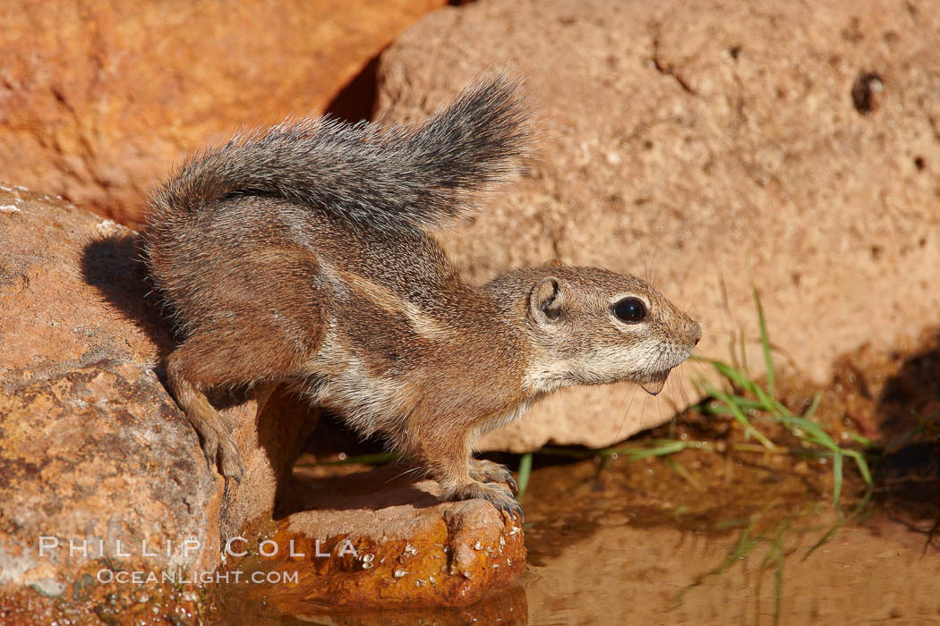 Harris' antelope squirrel. Amado, Arizona, USA, Ammospermophilus harrisii, natural history stock photograph, photo id 23007