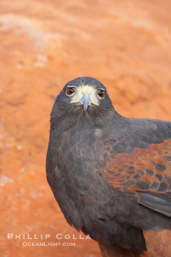 Harris hawk., Parabuteo unicinctus, natural history stock photograph, photo id 12194