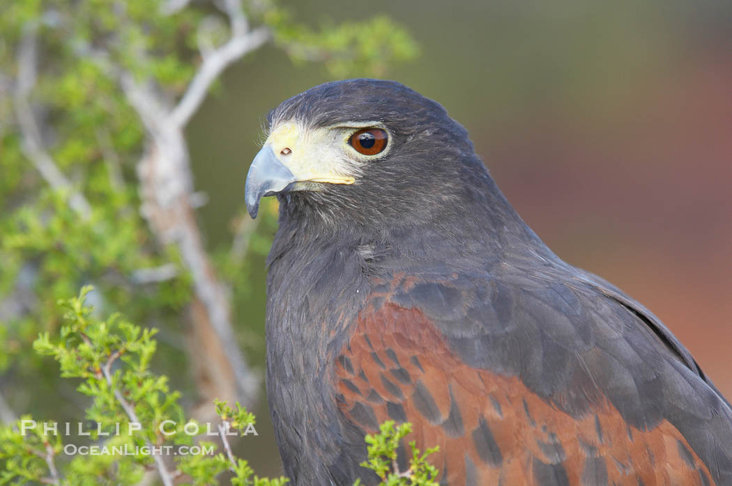 Harris hawk., Parabuteo unicinctus, natural history stock photograph, photo id 12198