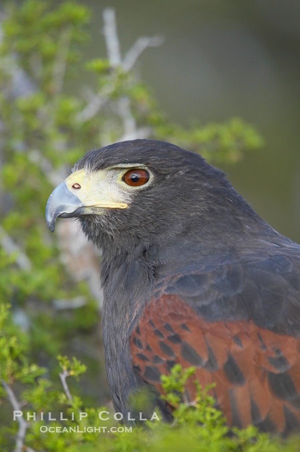 Harris hawk., Parabuteo unicinctus, natural history stock photograph, photo id 12188